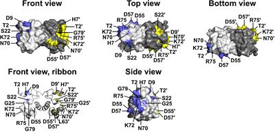 Rare BANF1 Alleles and Relatively Frequent EMD Alleles Including ‘Healthy Lipid’ Emerin p.D149H in the ExAC Cohort